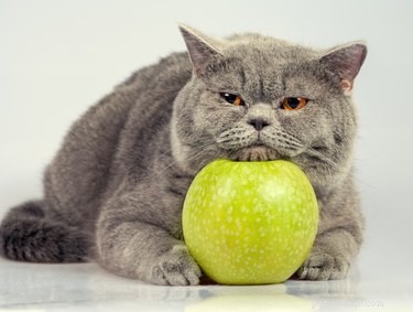 The Ultimate Guide to Cat-Friendly Foods: Safe Snacks for Cats and Kittens