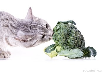 The Ultimate Guide to Cat-Friendly Foods: Safe Snacks for Cats and Kittens