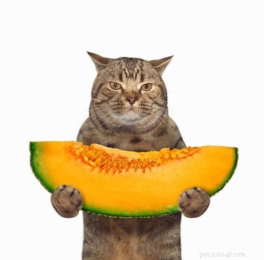 The Ultimate Guide to Cat-Friendly Foods: Safe Snacks for Cats and Kittens
