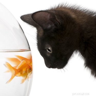 The Ultimate Guide to Cat-Friendly Foods: Safe Snacks for Cats and Kittens