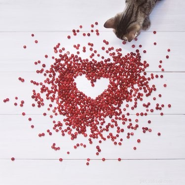 The Ultimate Guide to Cat-Friendly Foods: Safe Snacks for Cats and Kittens
