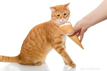 The Ultimate Guide to Cat-Friendly Foods: Safe Snacks for Cats and Kittens