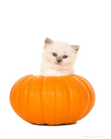 The Ultimate Guide to Cat-Friendly Foods: Safe Snacks for Cats and Kittens