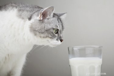 The Ultimate Guide to Cat-Friendly Foods: Safe Snacks for Cats and Kittens