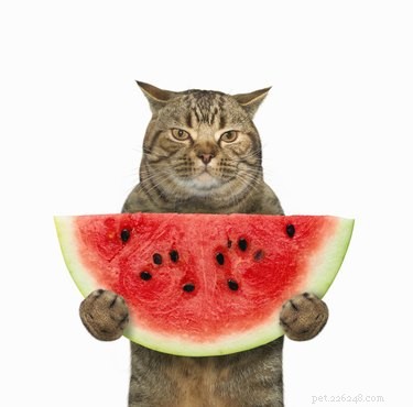 The Ultimate Guide to Cat-Friendly Foods: Safe Snacks for Cats and Kittens