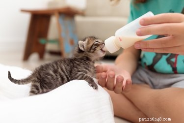 The Ultimate Guide to Feeding Your Kitten: Nutrition Tips & Feeding Schedules