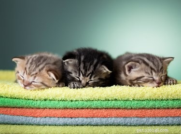The Ultimate Guide to Feeding Your Kitten: Nutrition Tips & Feeding Schedules