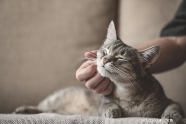 The Ultimate Guide to Feeding Your Kitten: Nutrition Tips & Feeding Schedules