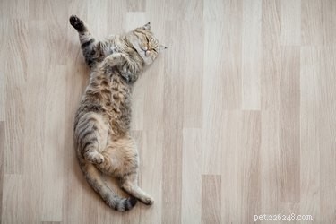 Welcome Your New Cat: A Step‑by‑Step Guide to a Smooth Transition