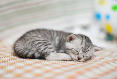 Is Your Kitten Refusing to Eat? Causes and Quick Fixes