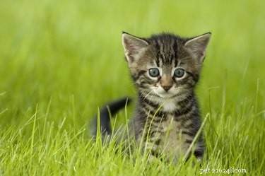 The Ultimate Kitten Care Guide: Feeding, Vet Visits & Long-Term Wellness