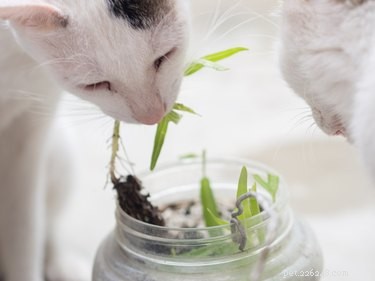 The Ultimate Kitten Care Guide: Feeding, Vet Visits & Long-Term Wellness