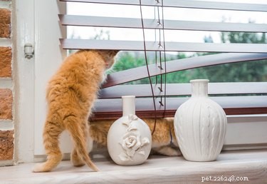 The Ultimate Kitten Care Guide: Feeding, Vet Visits & Long-Term Wellness