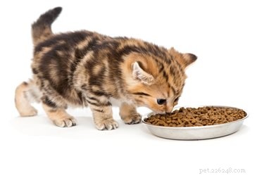 The Ultimate Kitten Care Guide: Feeding, Vet Visits & Long-Term Wellness