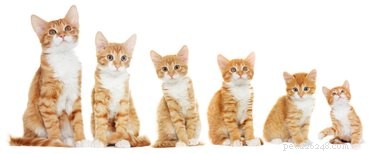 The Ultimate Kitten Care Guide: Feeding, Vet Visits & Long-Term Wellness