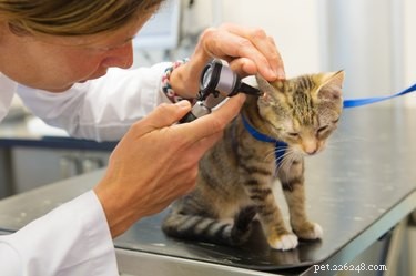 The Ultimate Kitten Care Guide: Feeding, Vet Visits & Long-Term Wellness