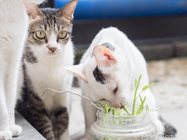 The Ultimate Kitten Care Guide: Feeding, Vet Visits & Long-Term Wellness