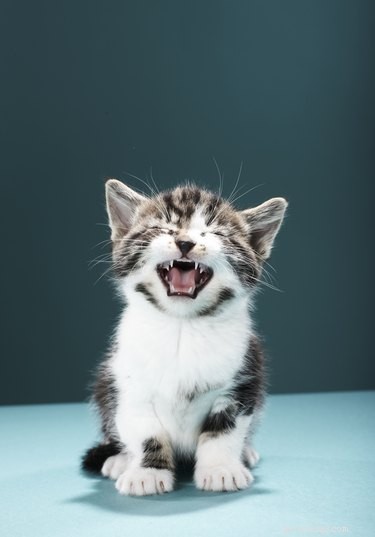 Unveiling the Secret: Why Cats Capture Our Hearts