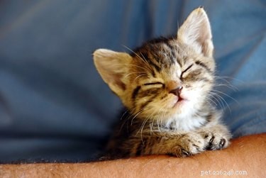 Unveiling the Secret: Why Cats Capture Our Hearts