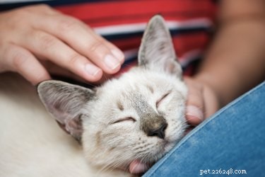 Unveiling the Secret: Why Cats Capture Our Hearts