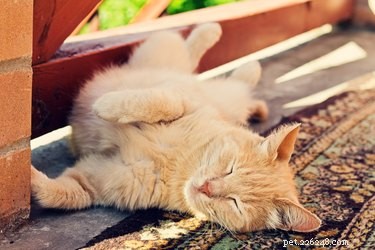 How Long Can a Cat Safely Stay Home Alone? Expert Guidelines