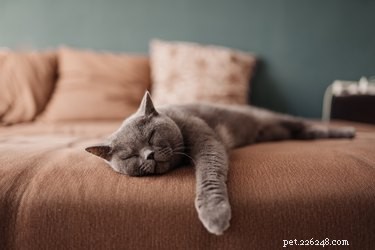 How Long Can a Cat Safely Stay Home Alone? Expert Guidelines