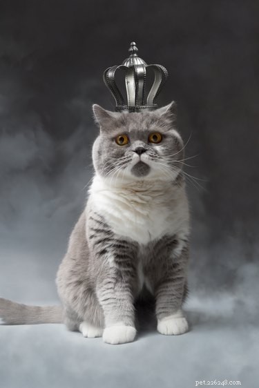 15 Surprising Insights into Cat Pregnancy You Should Know