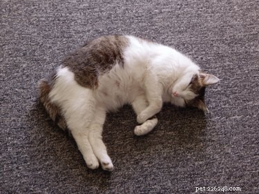 15 Surprising Insights into Cat Pregnancy You Should Know