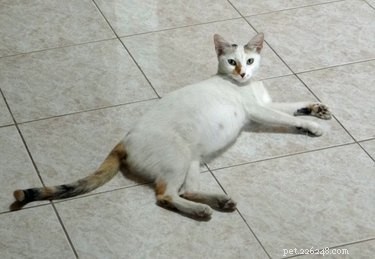 15 Surprising Insights into Cat Pregnancy You Should Know