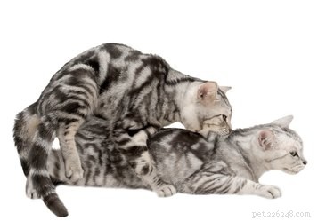 15 Surprising Insights into Cat Pregnancy You Should Know
