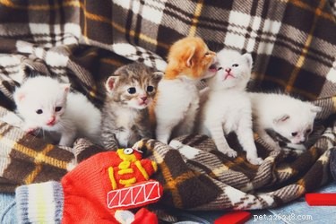15 Surprising Insights into Cat Pregnancy You Should Know