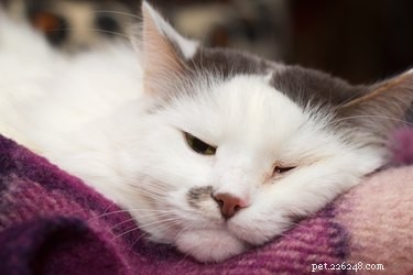15 Surprising Insights into Cat Pregnancy You Should Know