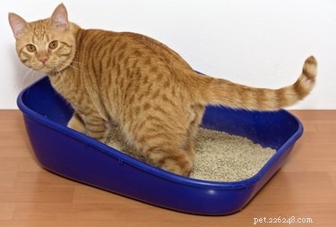 15 Surprising Insights into Cat Pregnancy You Should Know