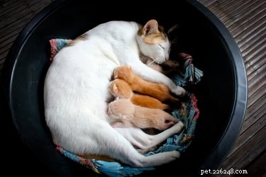 15 Surprising Insights into Cat Pregnancy You Should Know