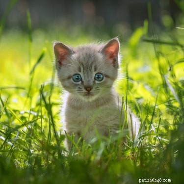 15 Surprising Insights into Cat Pregnancy You Should Know