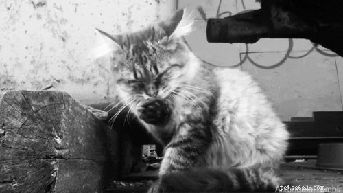 Essential Tips for New Cat Owners: 9 Must-Know Essentials