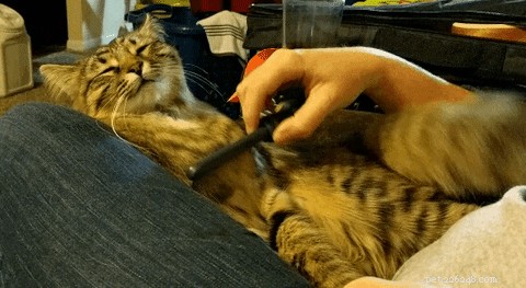 Essential Tips for New Cat Owners: 9 Must-Know Essentials