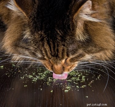 Essential Tips for New Cat Owners: 9 Must-Know Essentials