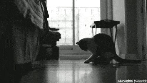 Essential Tips for New Cat Owners: 9 Must-Know Essentials
