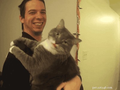 Essential Tips for New Cat Owners: 9 Must-Know Essentials