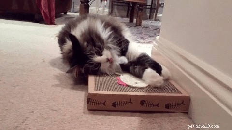 Essential Tips for New Cat Owners: 9 Must-Know Essentials