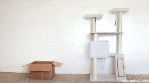 Essential Tips for New Cat Owners: 9 Must-Know Essentials