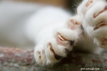 Essential Tips for New Cat Owners: 9 Must-Know Essentials
