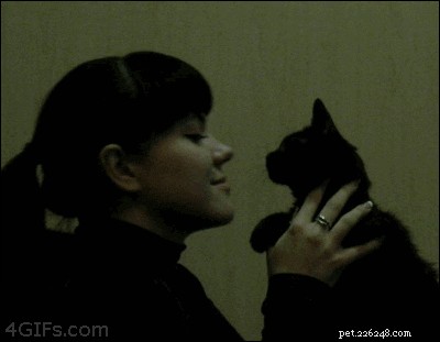 Essential Tips for New Cat Owners: 9 Must-Know Essentials