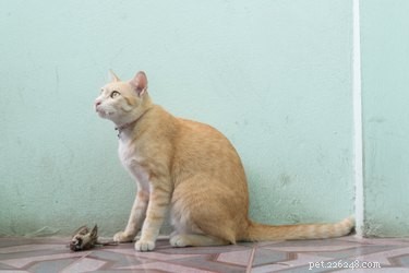 Essential Tips for New Cat Owners: 9 Must-Know Essentials