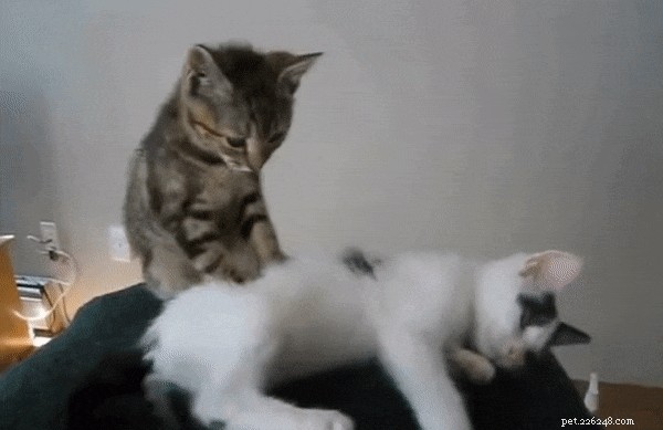 Why Adopting Two Cats Together Is a Smart Choice