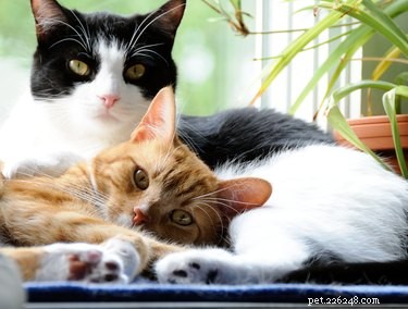 Why Adopting Two Cats Together Is a Smart Choice