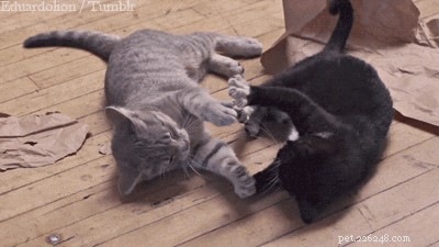 Why Adopting Two Cats Together Is a Smart Choice