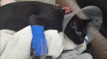 A Cat Owner’s Warning: Avoid the Mistake That Almost Endangered My Feline Friend