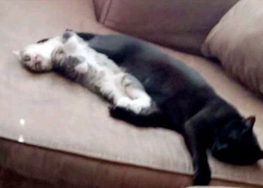 A Cat Owner’s Warning: Avoid the Mistake That Almost Endangered My Feline Friend